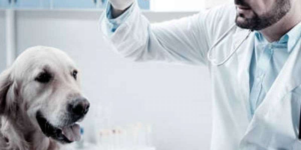 Elevación de las enzimas hepáticas en perros Royal Canin