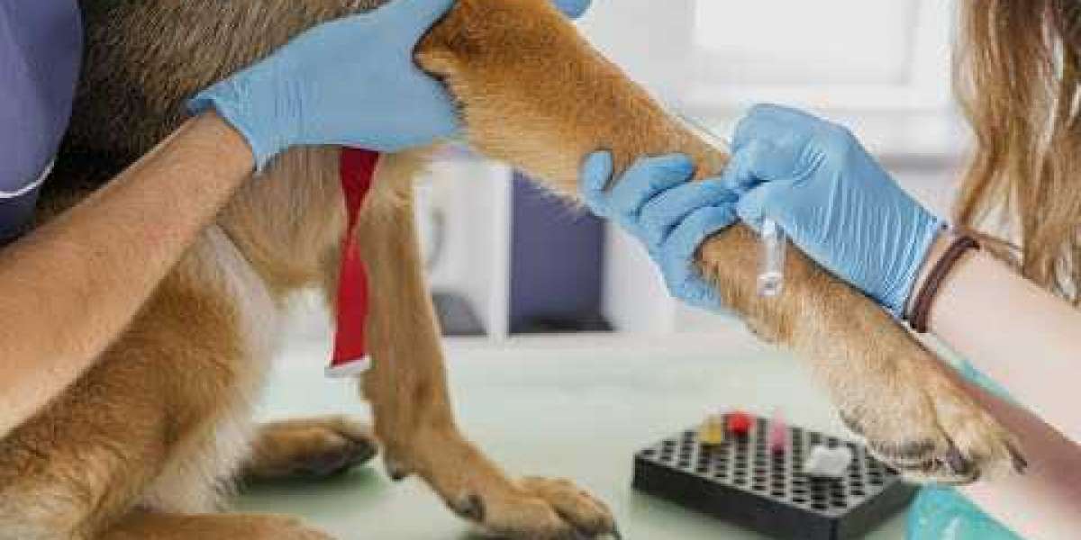 Why You Need Annual Wellness Exams For Pets & What To Expect