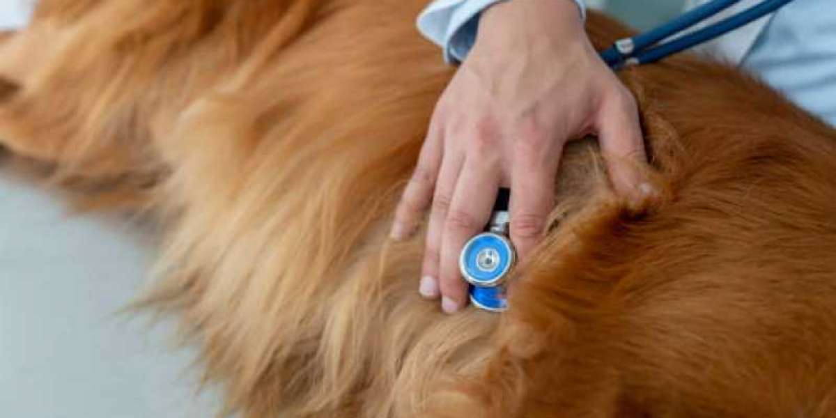 High Liver Enzymes in Dogs: A Vet Explains What It Means Dr Buzby's ToeGrips for Dogs