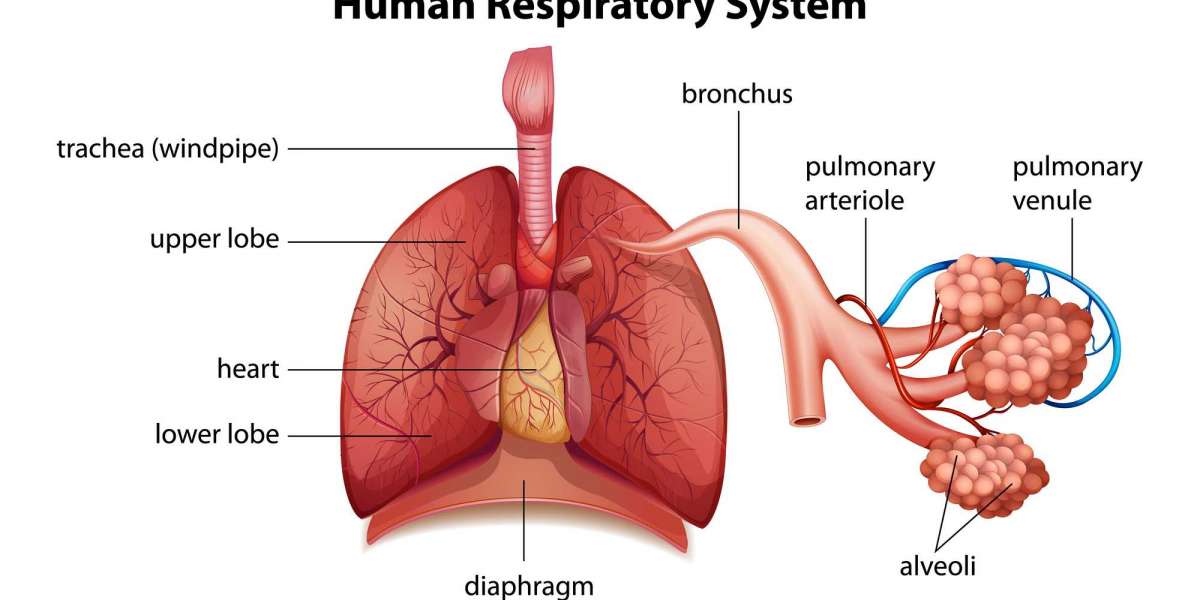 How to Strengthen Your Respiratory Health Naturally
