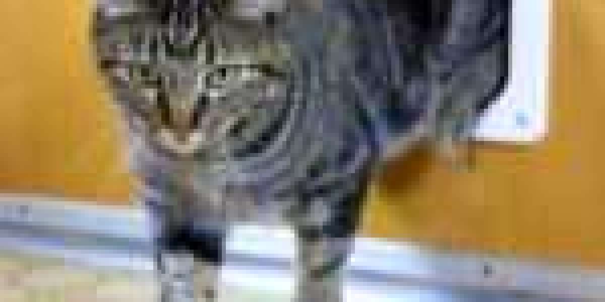 What Is Cat Door Installation? History Of Cat Door Installation