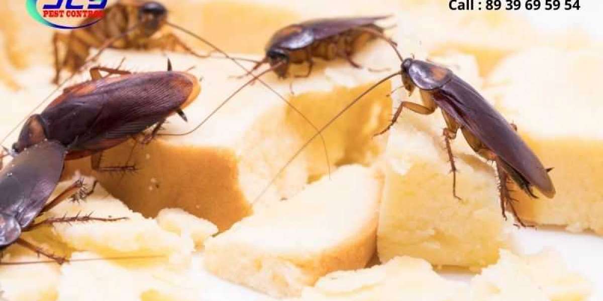 Why Clean Homes Still Attract Cockroaches and Rats